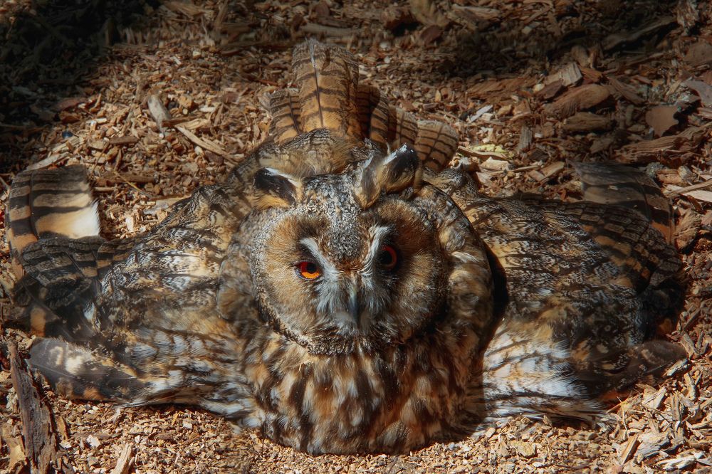 Photograph by Елена Щитова