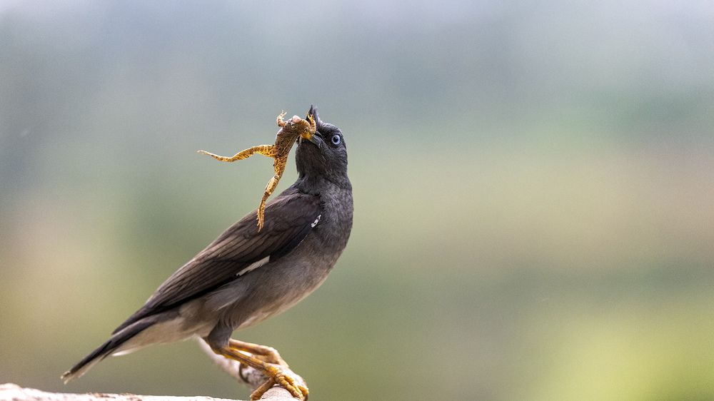 Photograph by Dipanjan Nath