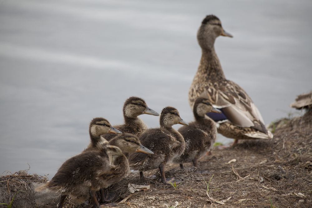 Photograph by Anton Gaev