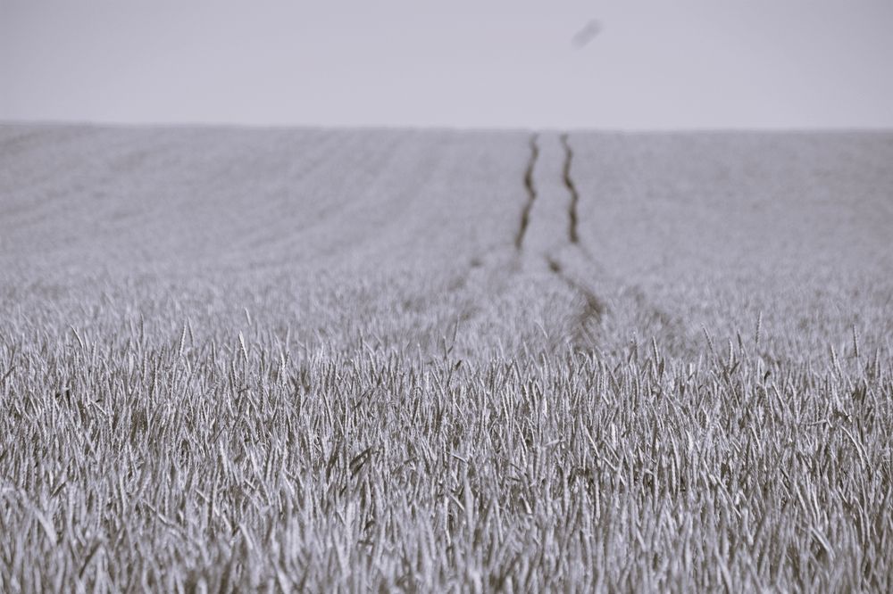 Photograph by Дмитрий Шумский