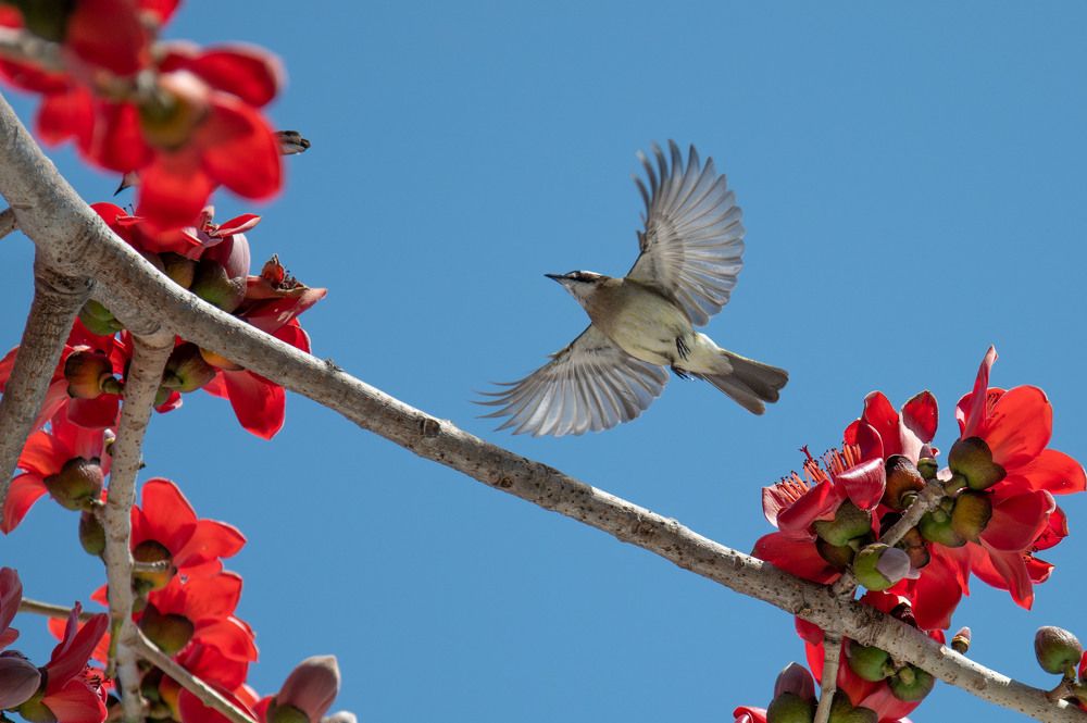 White Wagtail with Cotton Tree
