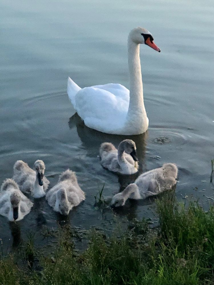 Photograph by Halina Mitsevich