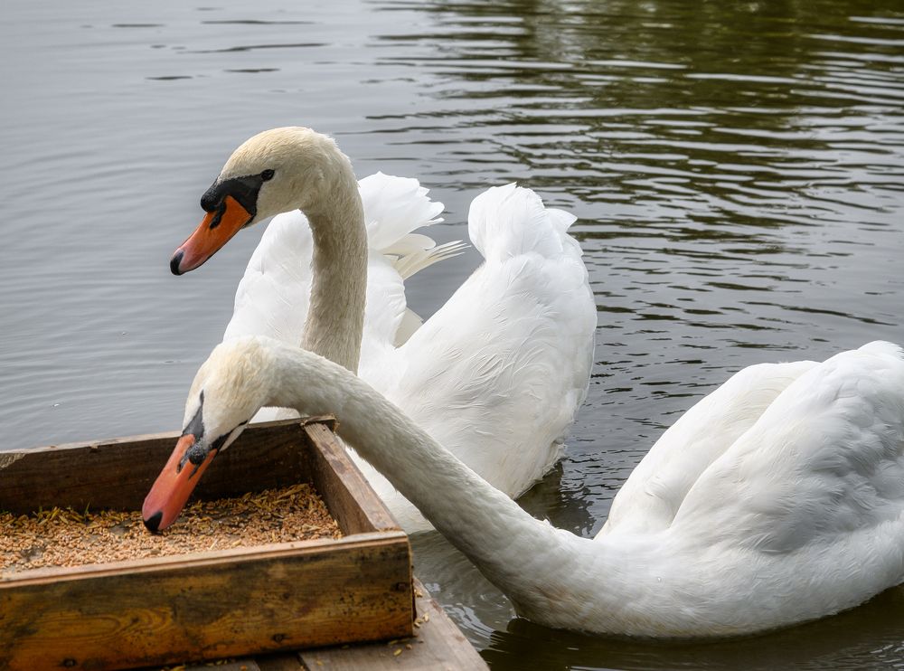 Photograph by Владимир Кваша
