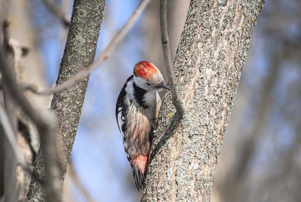 Фотография автора Алексей Самойлов