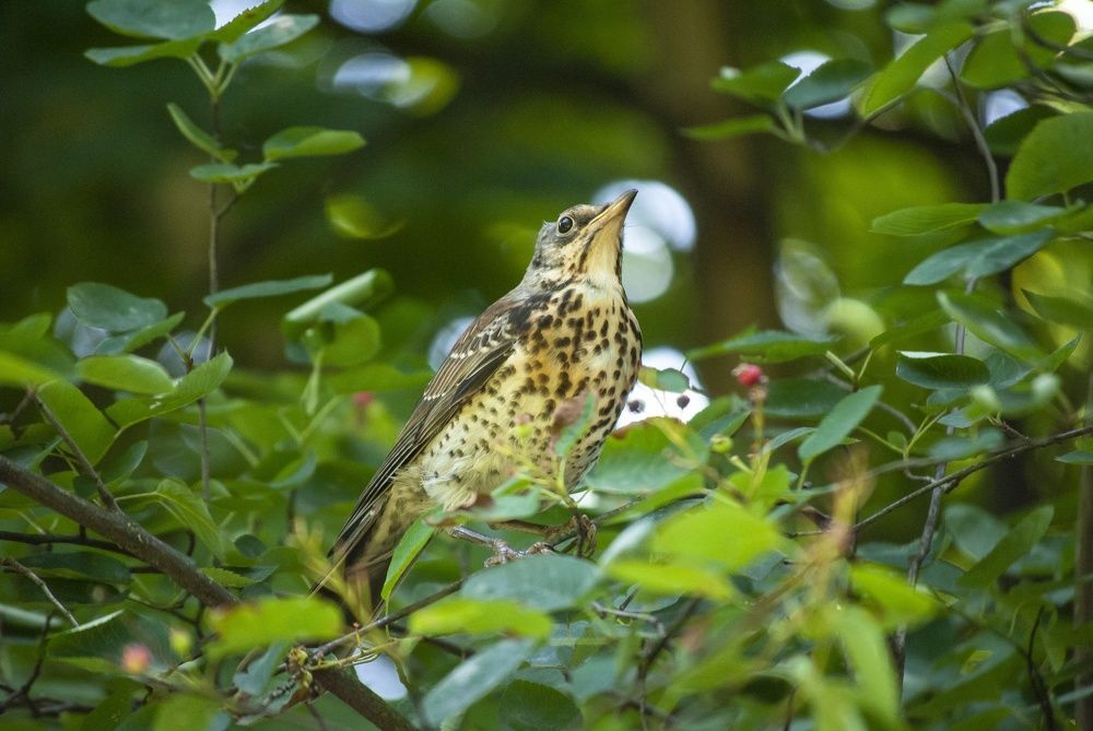 Фотография автора Алексей Самойлов