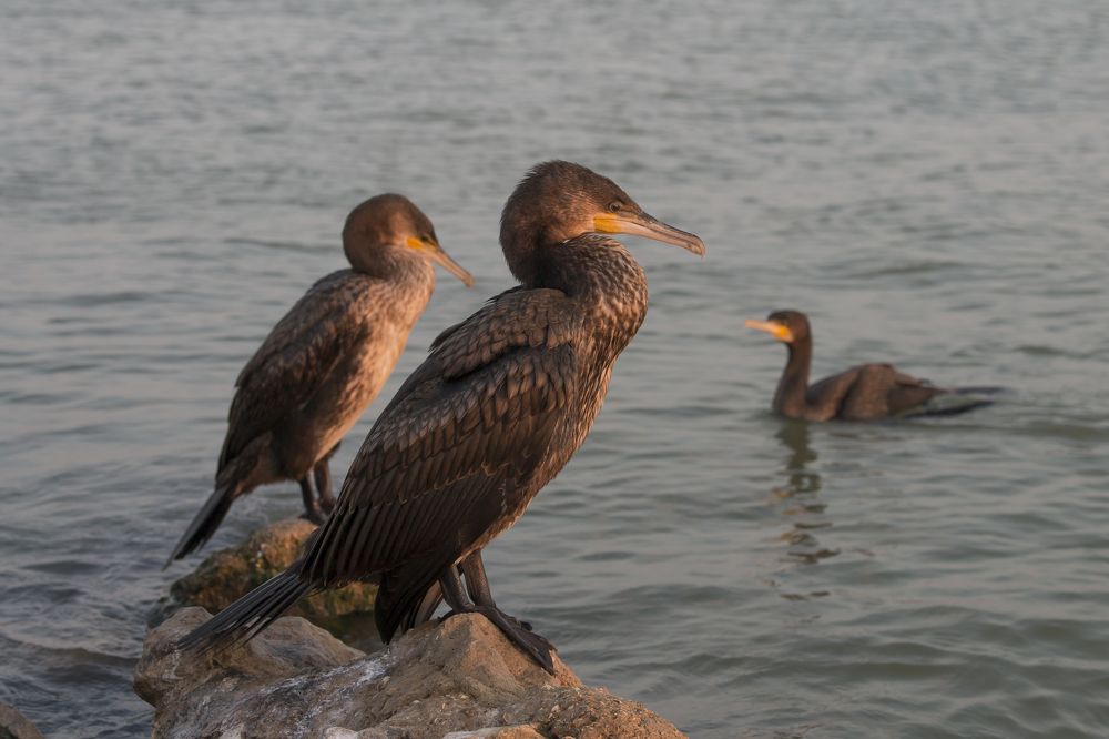 Photograph by Дина Горбачёва