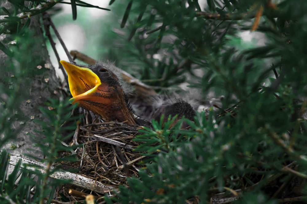 Photograph by Антон Журавлев