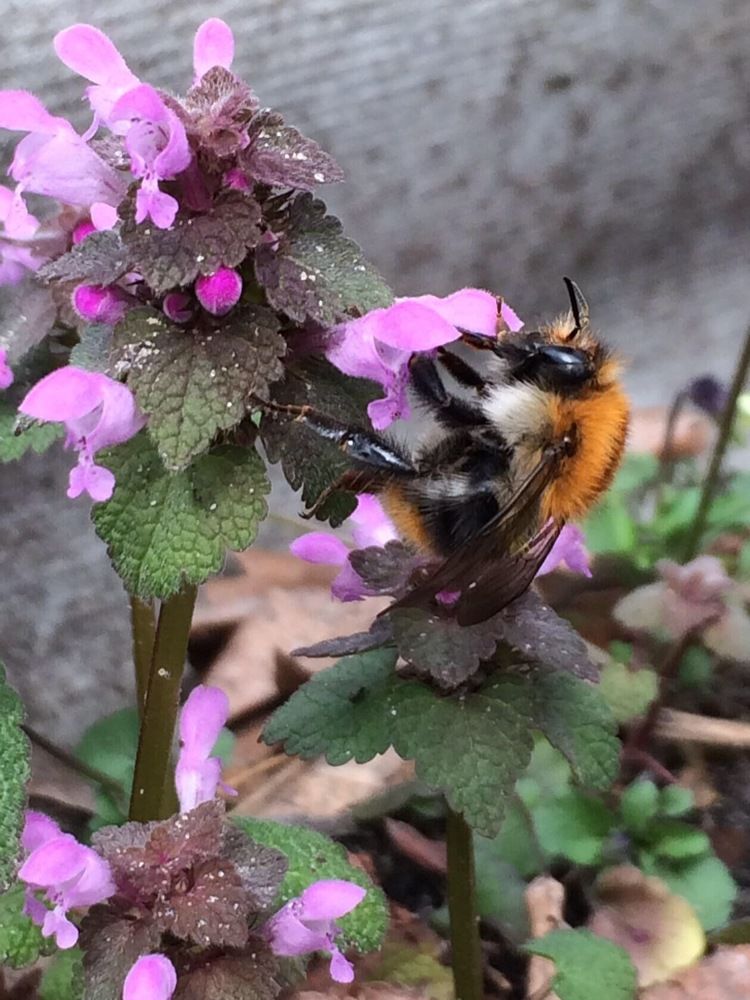 Photograph by Антонина Михалёва