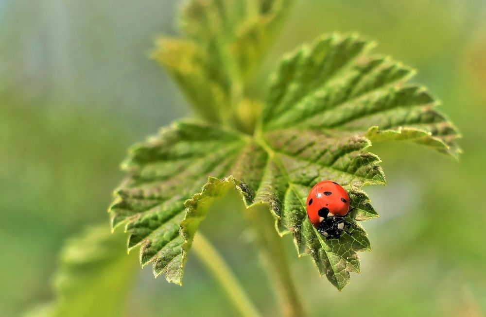 Photograph by Алексей Сиваков