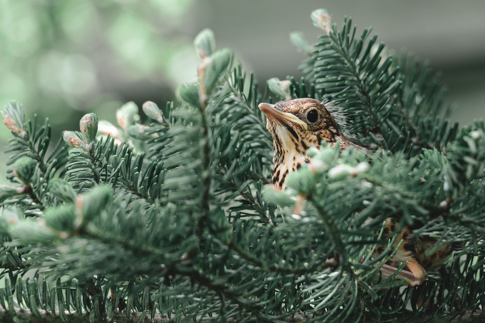 Photograph by Антон Журавлев