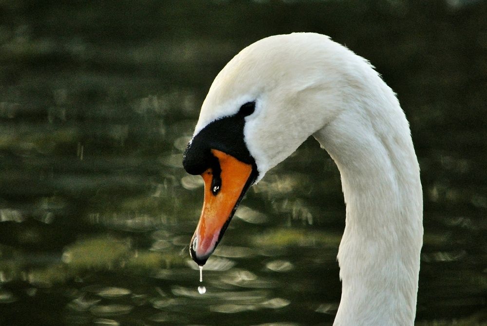 Photograph by Marian Lázaro