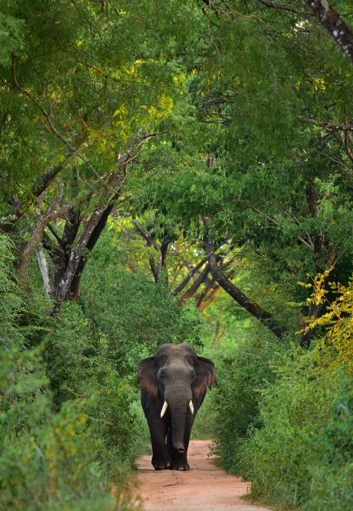 Photograph by Malitha Rathnayake