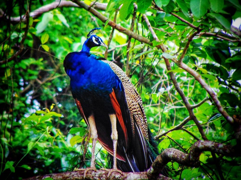 Photograph by Ruchika Kalangutkar
