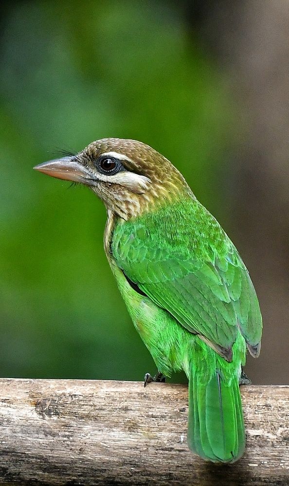 Photograph by Anantha ramu Mudagandur