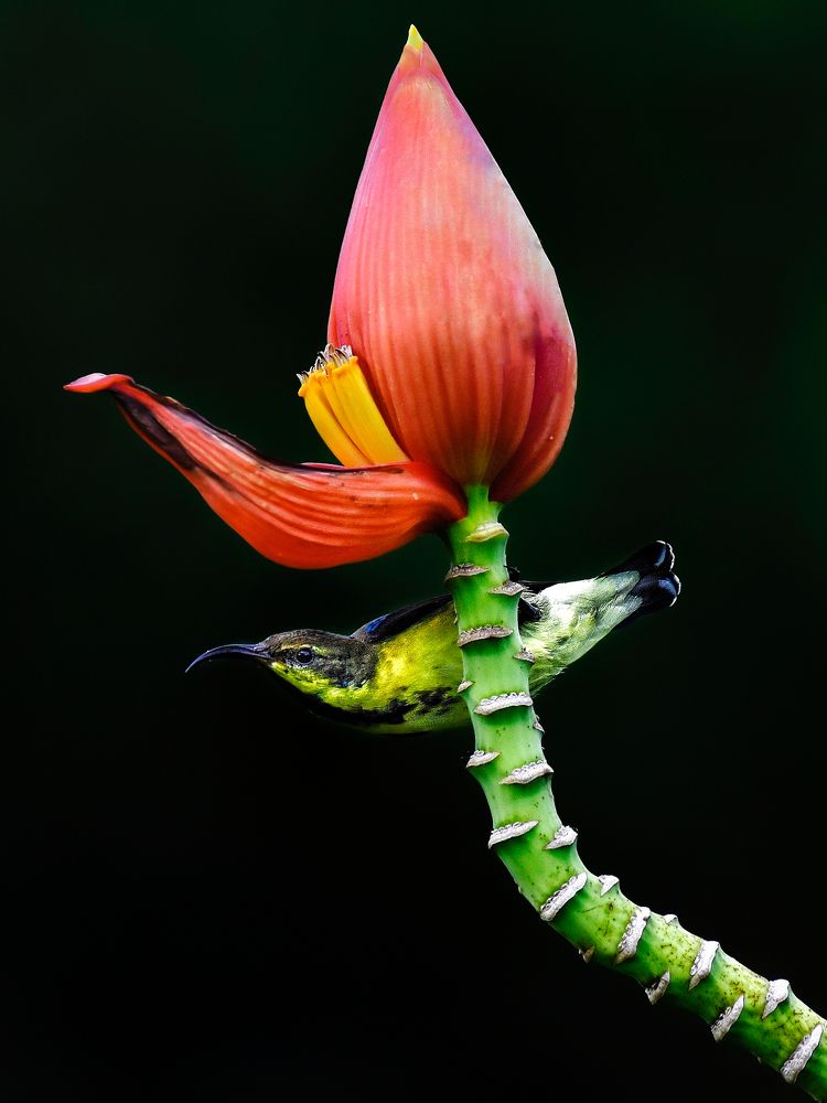 Photograph by Sunanda Das