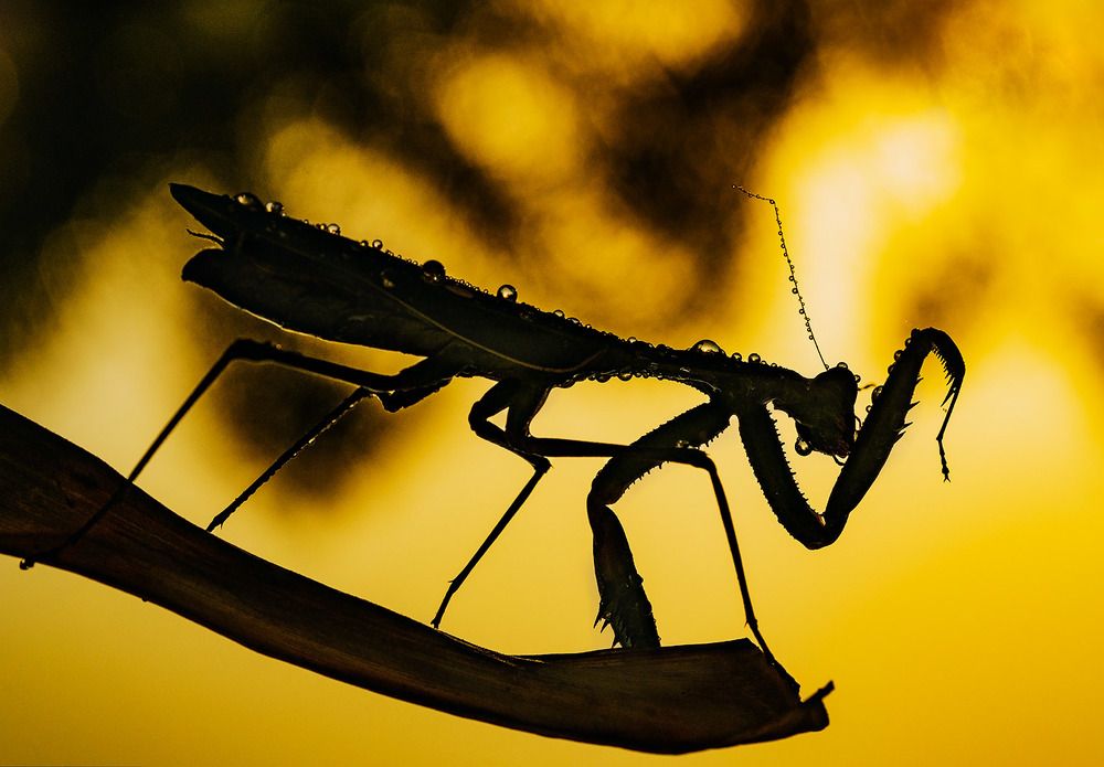 Photograph by Виктория Солодар