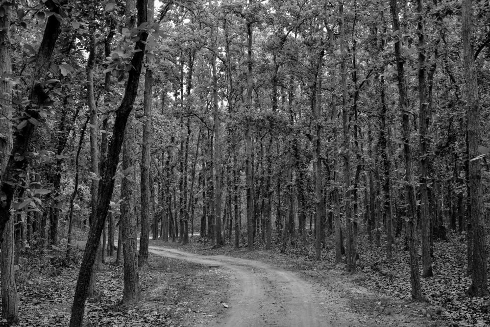 Photograph by Vijay Singh Chandel