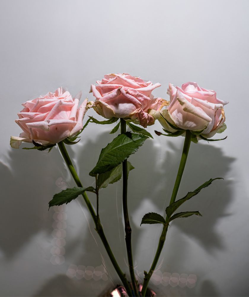 Photograph by Алексей Чеботарев