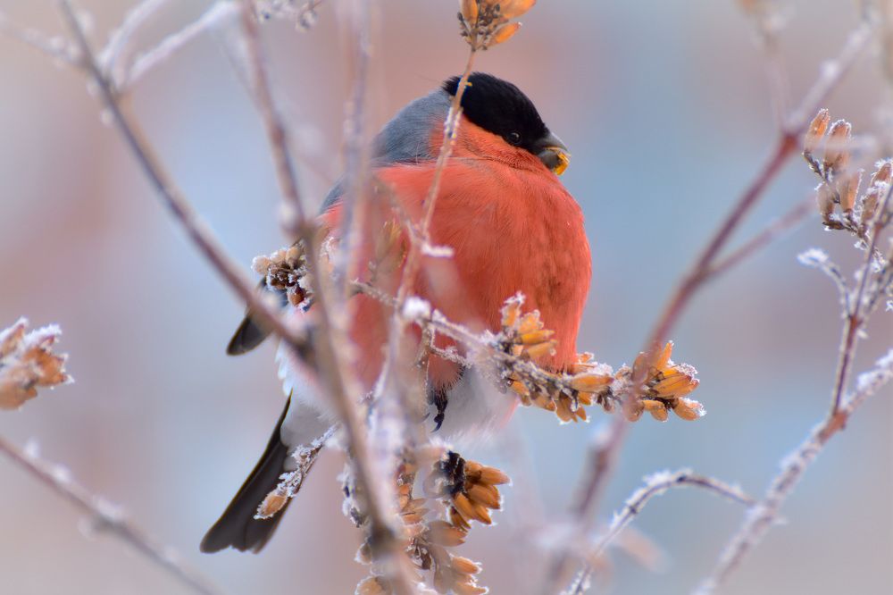 Снегирь на морозе