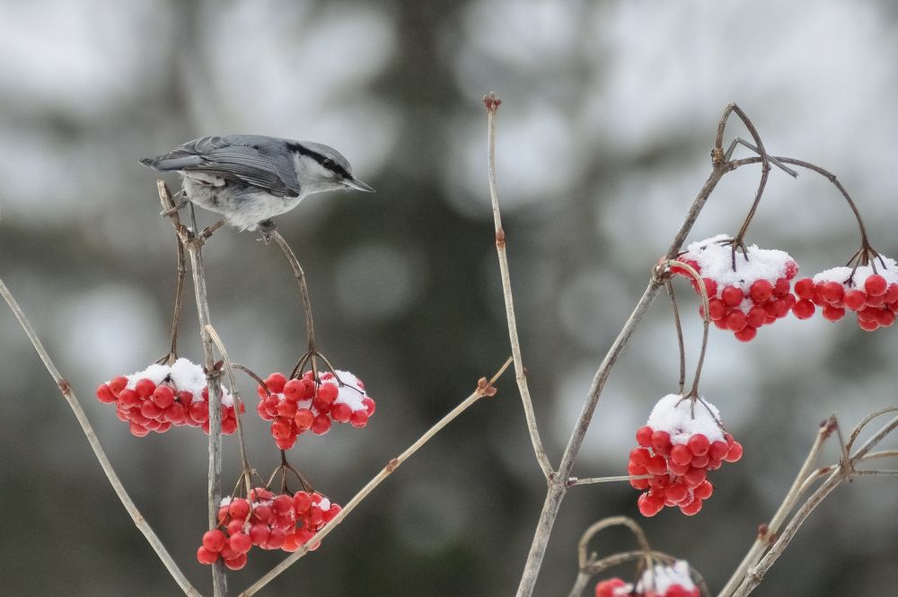 Поползень зимой