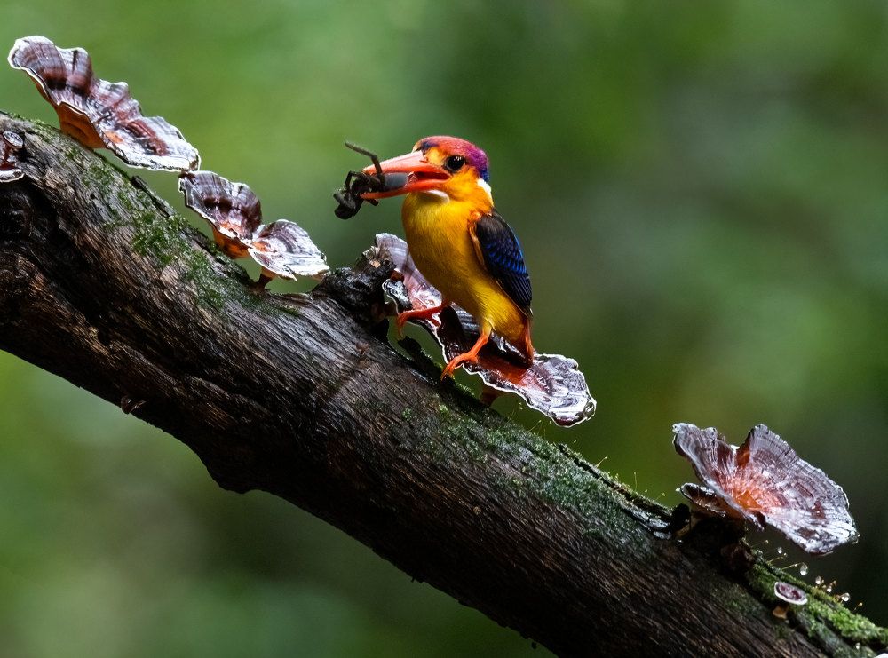 Oriental dwarf or Black-backed  kingfisher (Ceyx erithaca)