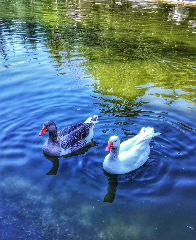 Фотография автора Zahra Seyedmorti