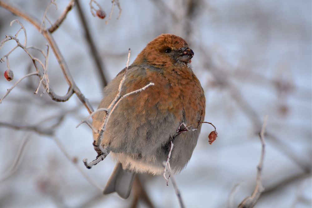 Щур обедают