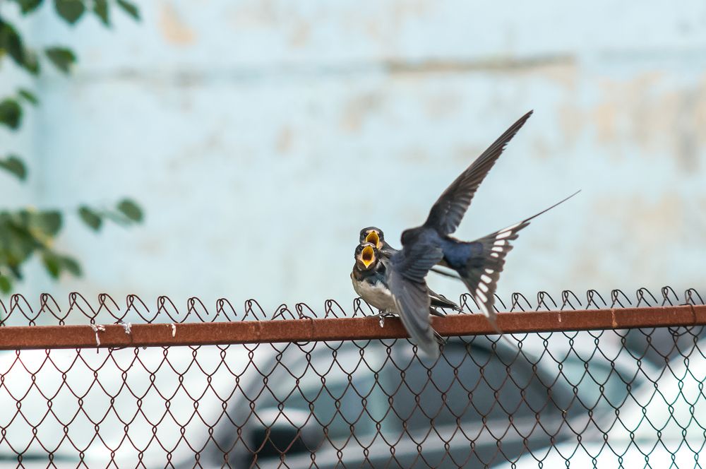 Photograph by Владимир Янчук