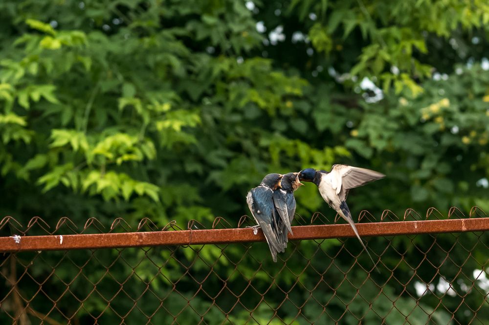 Photograph by Владимир Янчук