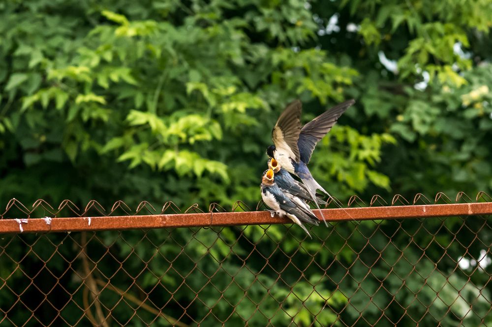 Photograph by Владимир Янчук
