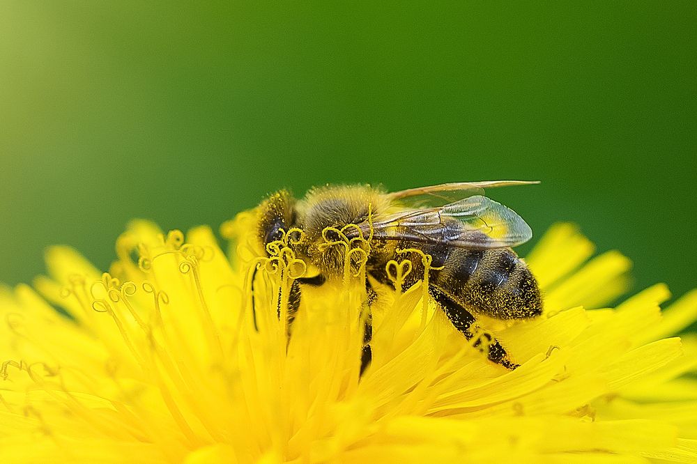 Фотография автора Елена Ельшина