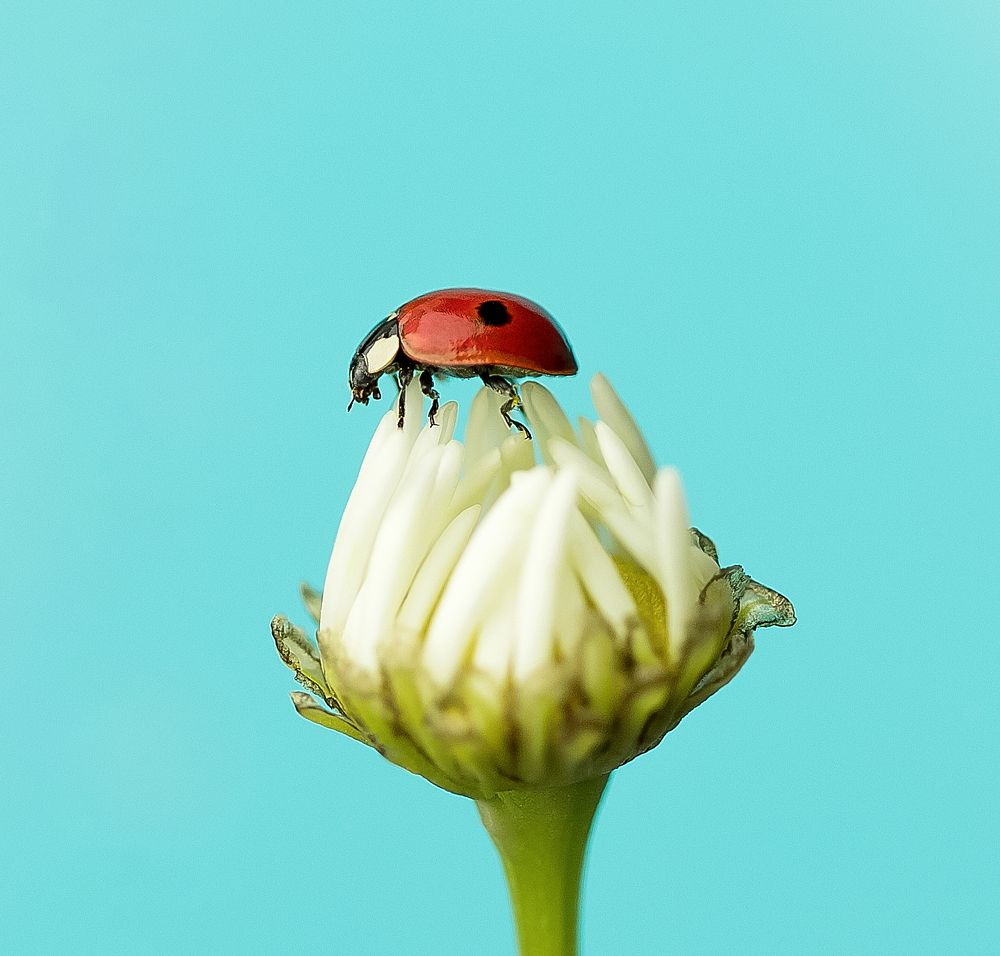 Фотография автора Елена Ельшина