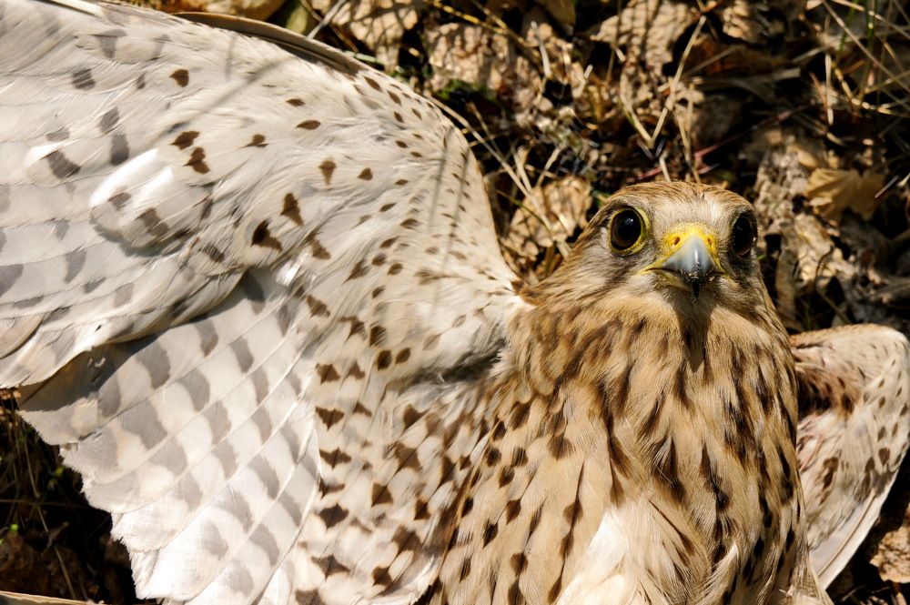 Photograph by сергей