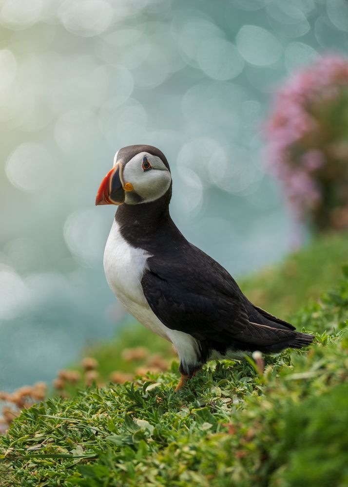 Puffin.