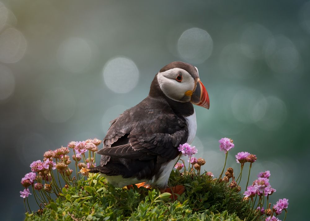 Puffin.