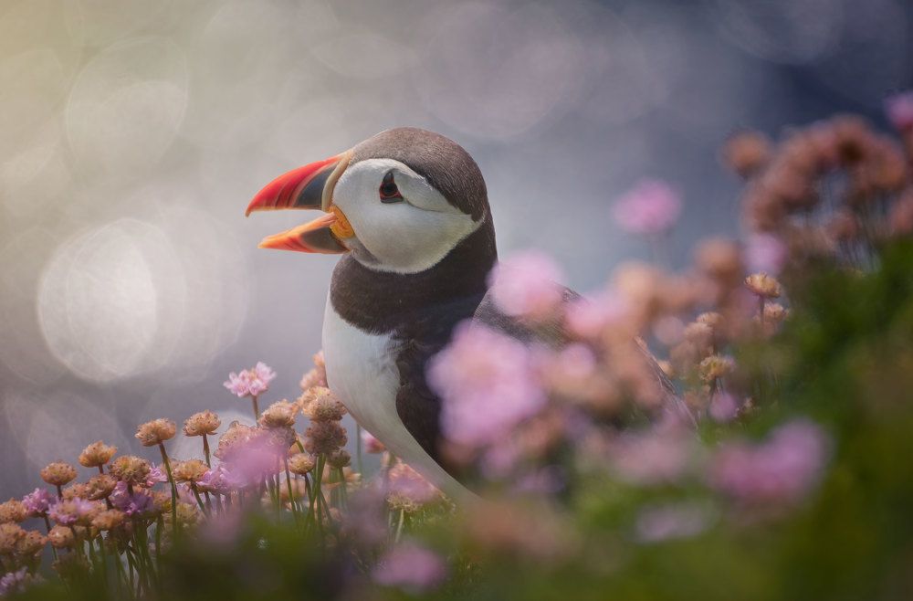 Puffin.