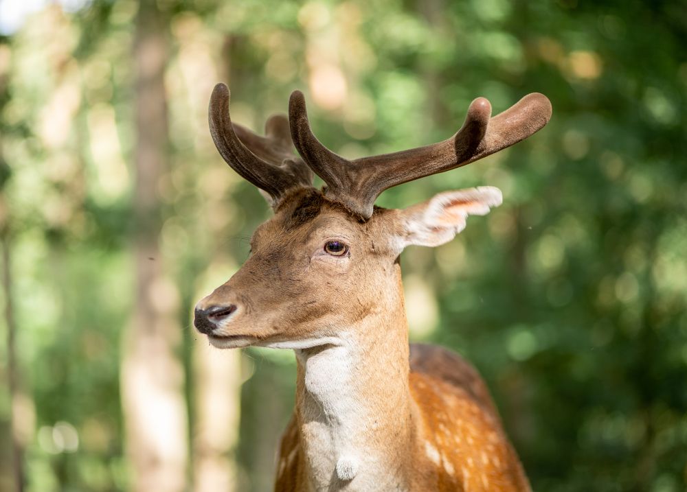 Photograph by Анна Малютина