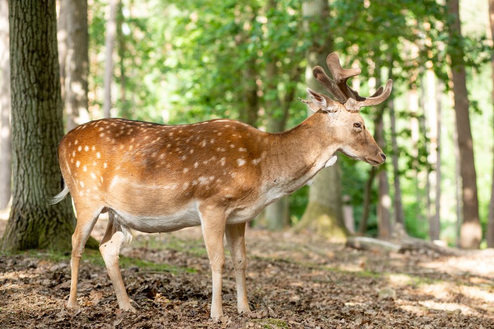 Photograph by Анна Малютина