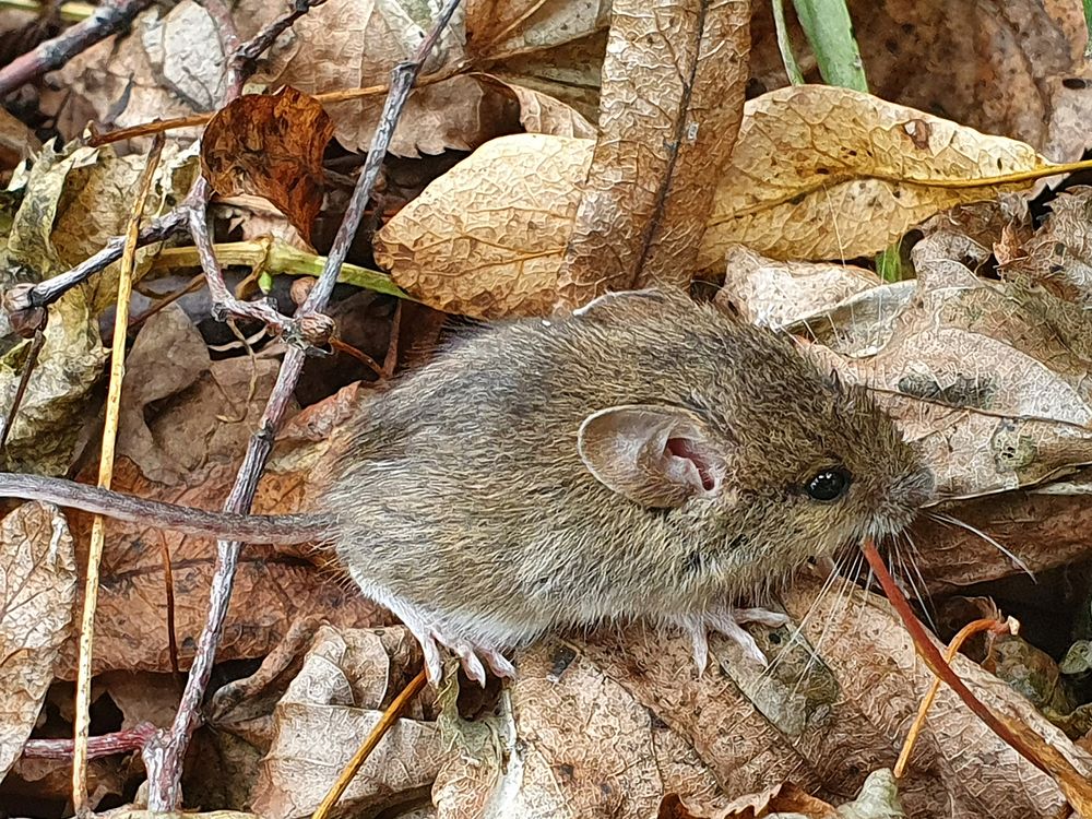 Фотография автора Надежда Лисицына