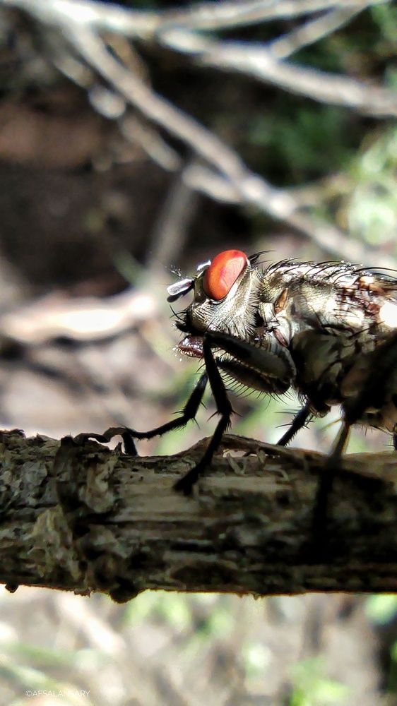 Photograph by Afsal Ansary