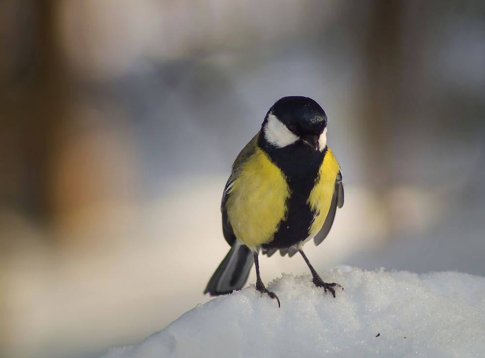 Photograph by Оксана Галлямова