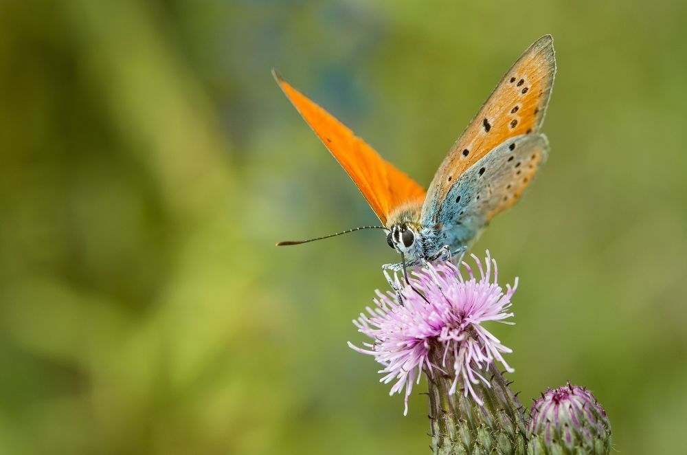 Photograph by Kveta Novotna