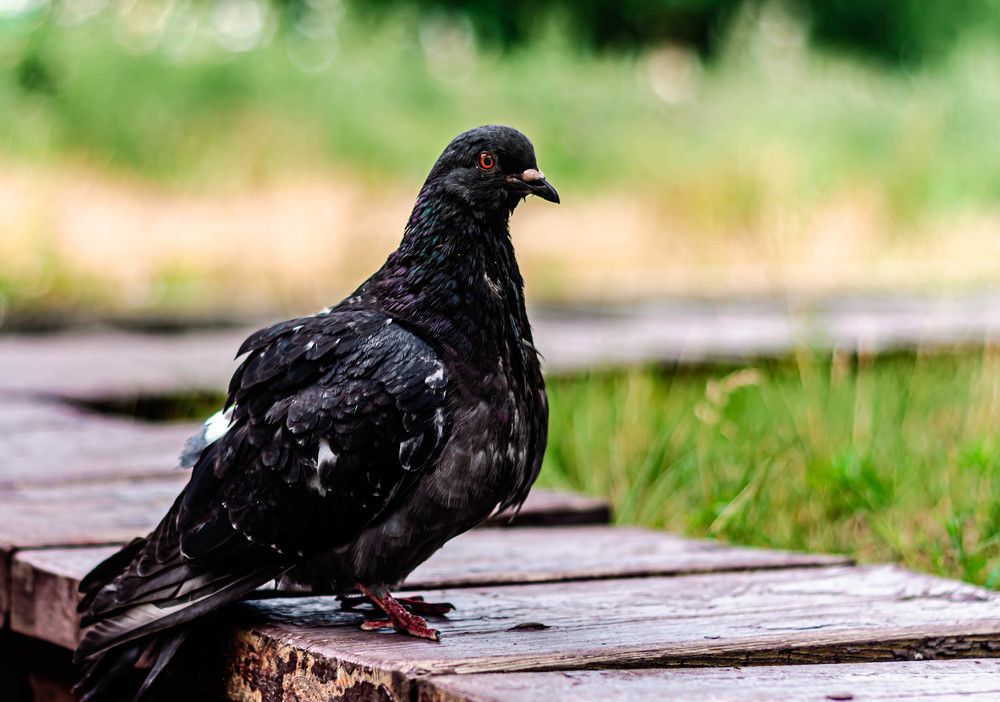 Photograph by Кузнецов Алексей