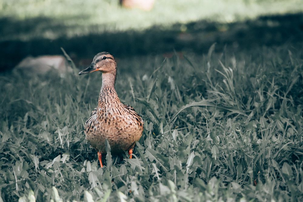 Photograph by Екатерина Смольникова