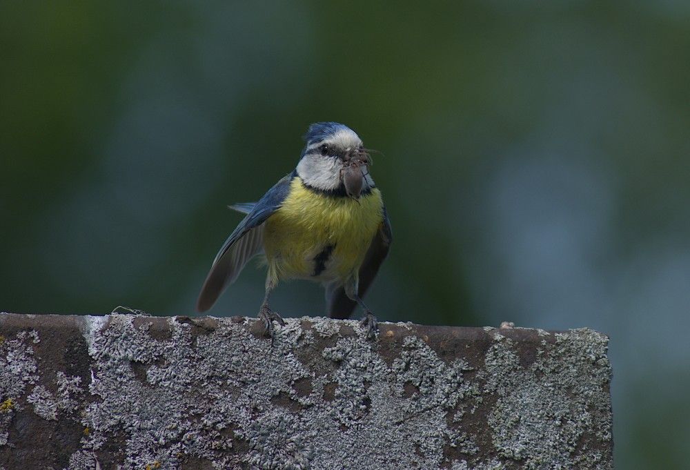 Eurasian blue tit