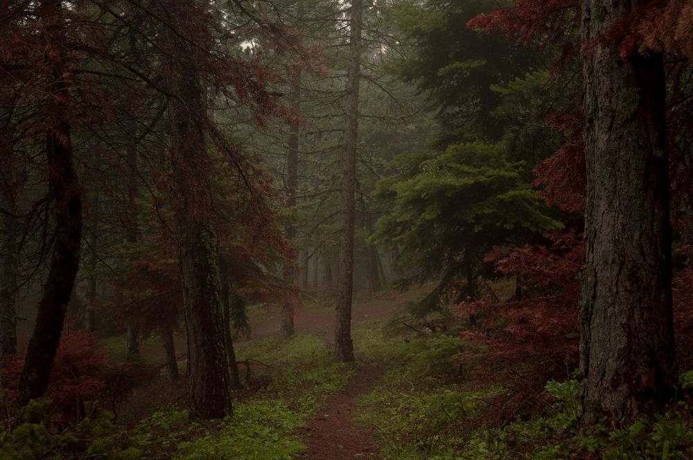 Photograph by Stavros