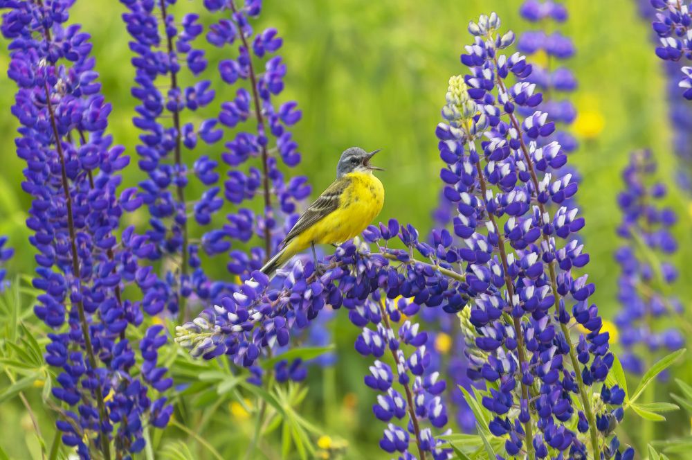 Желтая трясогузка