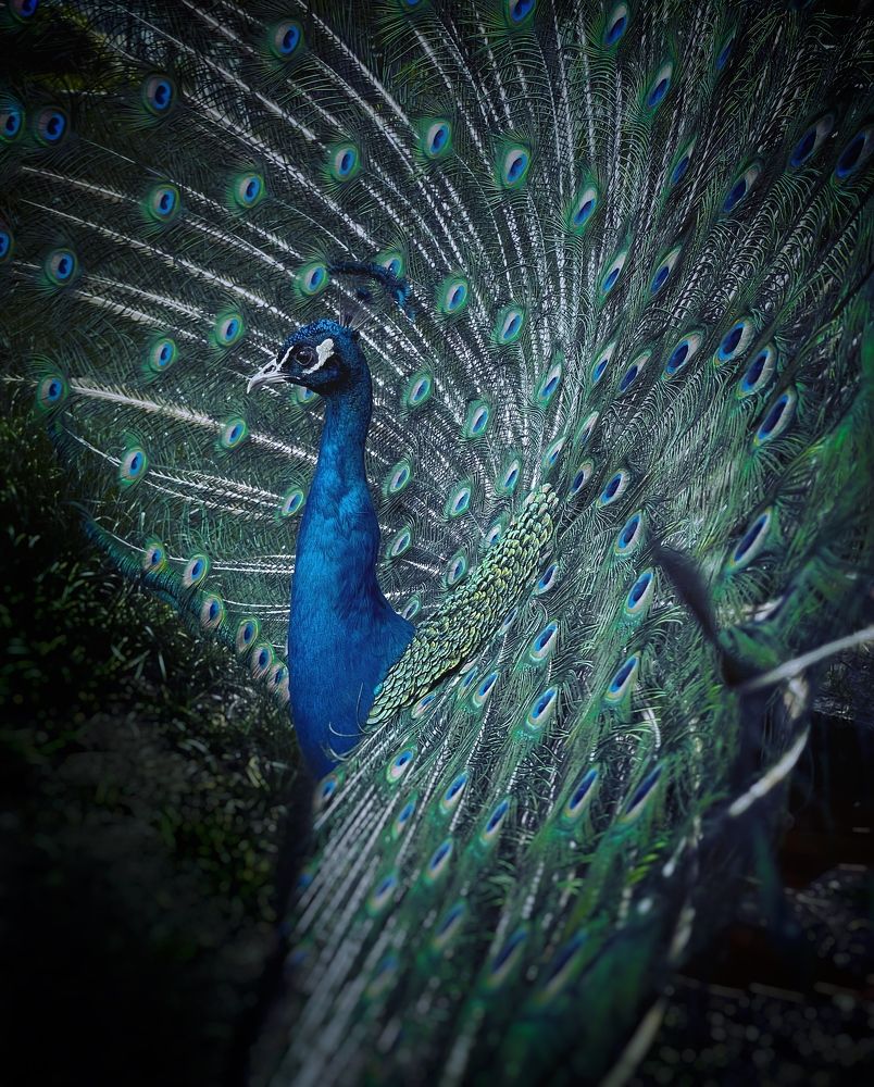 Photograph by Виктория Селютина