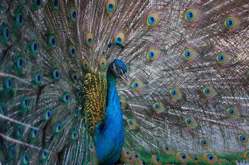 Photograph by Radenko Malić