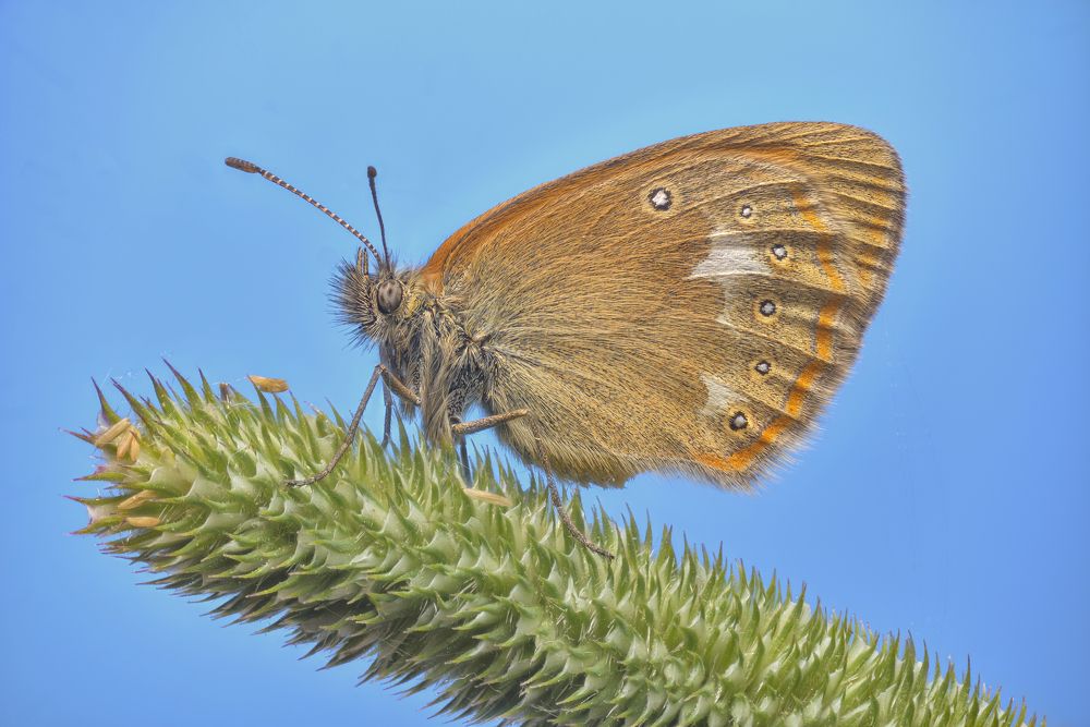 Photograph by Максим Вышарь